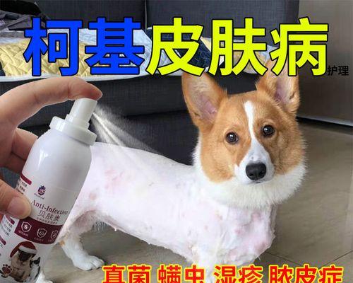 如何给你的柯基犬驱除螨虫（宠物健康的必要之道）