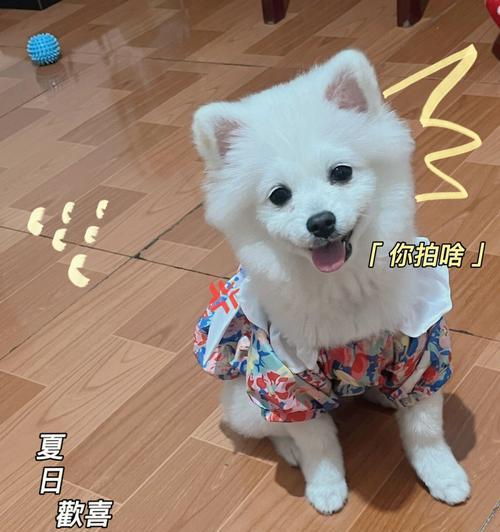 博美犬毛发护理全攻略（从喂食到清洁，一步步教你打理博美犬的毛发）