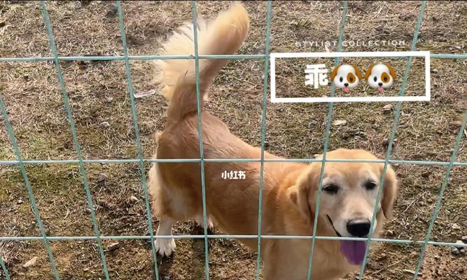 科学训练金毛犬的方法（以宠物为主，打造忠实伙伴）