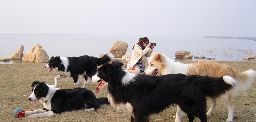 如何挑选一只适合你的苏格兰牧羊犬（以宠物为主，了解这些关键点才能挑选到理想的犬只）