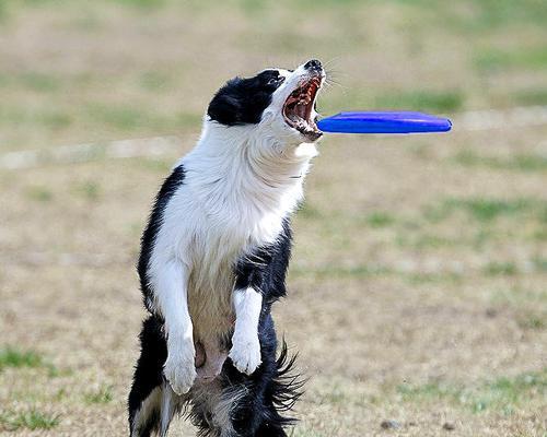 如何训练金毛犬成为飞盘高手（金毛犬飞盘训练的步骤和注意事项）