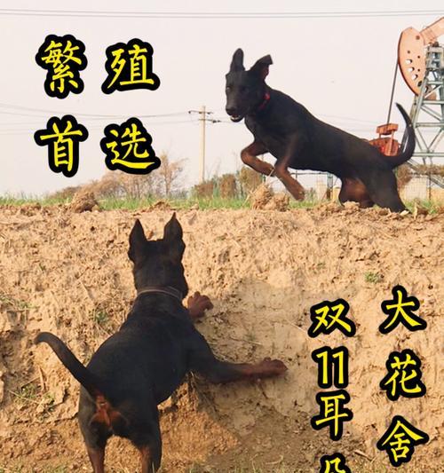 教你训练莱州红犬坐下的技巧（让你的爱宠听话更易管理）