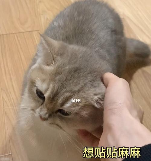 训练猫一叫就过来的技巧（如何让你的宠物猫成为听话的小精灵）