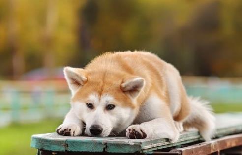 如何训练秋田犬不咬人（以宠物为主，掌握这些技巧让秋田犬不再攻击人类）