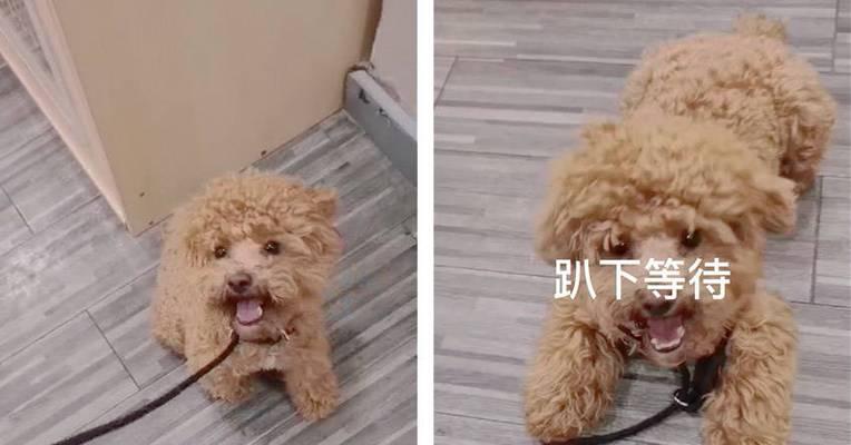 训练泰迪犬如厕技能的有效方法（以宠物为主，教你如何训练泰迪犬大小便）