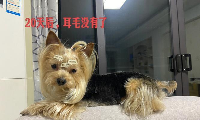 如何训练约克夏不咬人（从宠物犬到可信任的家庭伙伴，了解如何帮助约克夏摆脱咬人问题）