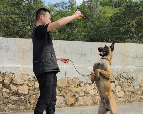 训练家庭犬的技巧和方法（打造忠诚听话的家庭伴侣）