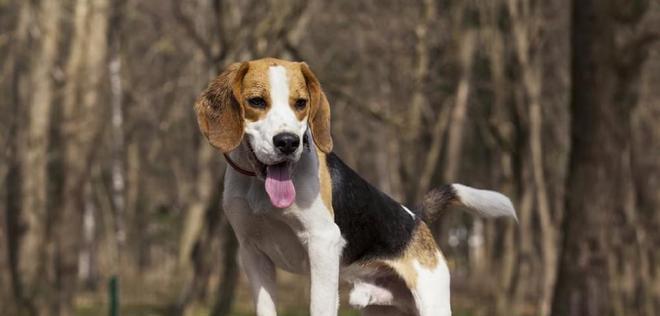 如何照顾生病的比格犬（以宠物为主的全面指南）