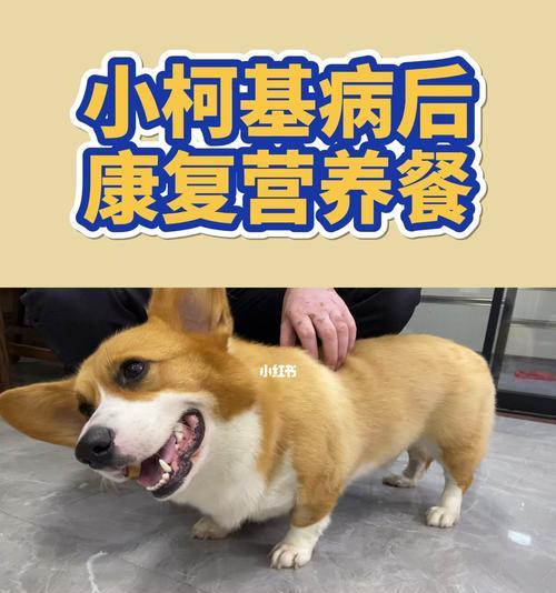 如何有效看护生病的柯基犬（以宠物为主，做好柯基犬的日常照料）