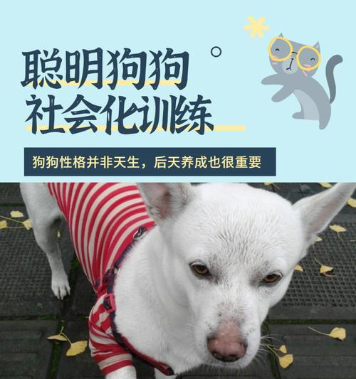 如何训练出温顺的狗狗？（从宠物主人的角度出发，让您的爱犬变得乖巧听话！）