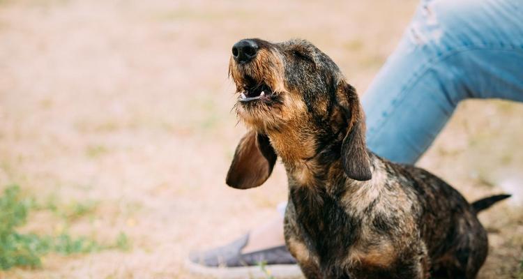 如何制止幼犬夜里吠叫（以宠物为主，保证宠物和主人的睡眠安宁）