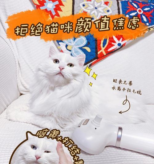 如何正确护理长毛猫？（以宠物为主，一起来了解吧！）