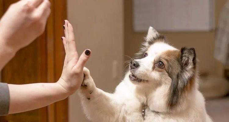 主人的训犬方式如何影响宠物的行为表现（从关爱到训练，主人让宠物成为更好的自己）