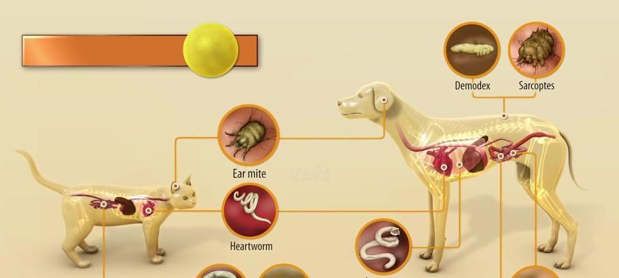 狗狗有寄生虫，怎么驱虫？（宠物健康必知，常见寄生虫及其驱虫方法）