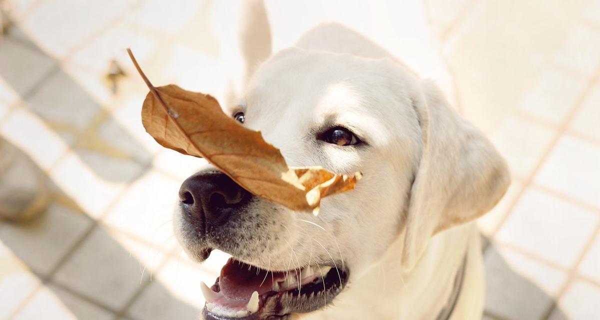 狗狗幼犬时期能吃水果吗？（探究狗狗幼犬是否适合食用水果及注意事项）