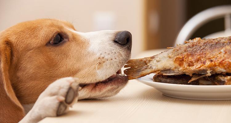 为什么宠物狗的饮食中需要添加食盐？（探究狗粮中添加食盐的原因及其对宠物狗的影响）