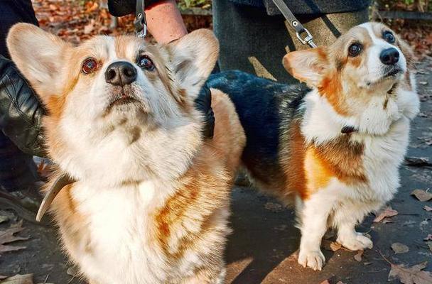 如何帮助柯基犬克服食欲不振？（柯基犬食欲不振的原因和治疗方法）