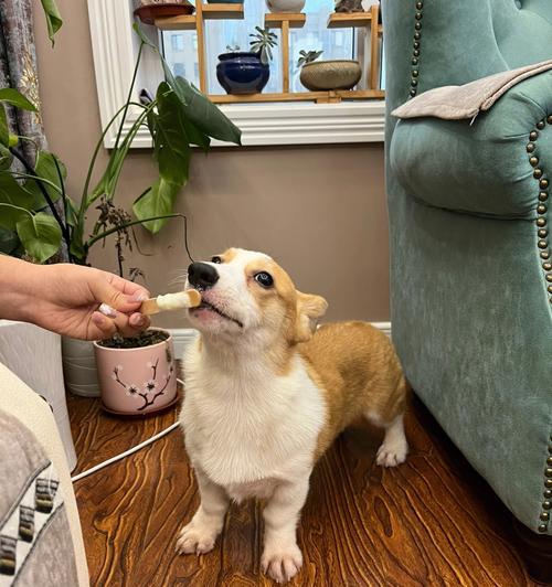 如何避免柯基犬护食（宠物饮食安全指南，柯基犬的护食问题及解决方法）