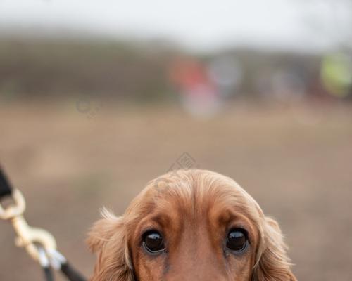 可卡犬视力的品种差异与影响（探究不同品种可卡犬的视力表现，提高宠物犬健康水平）