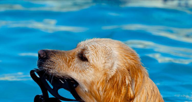 如何处理宠物可卡犬身上的寄生虫问题（宠物可卡犬如何预防和治疗身上的寄生虫问题）