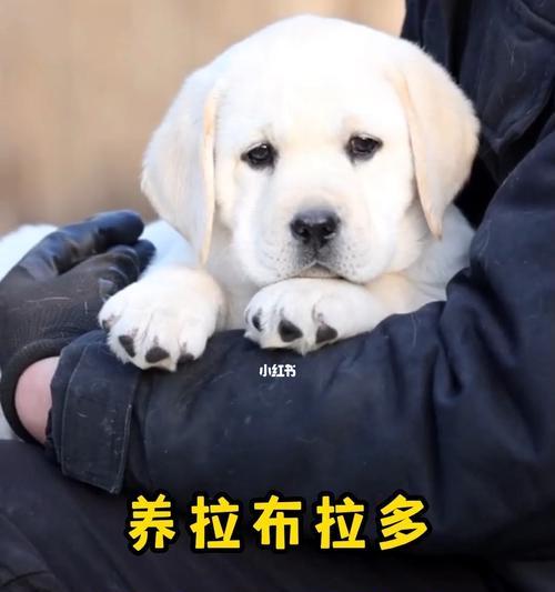 如何训练你的拉布拉多犬（宠物拉布拉多犬的基本训练知识与技巧，让你的萌宠成为好伴侣）