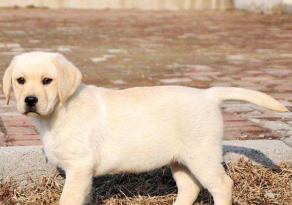 拉布拉多幼犬的八字步训练（为什么要让宠物学习走八字步？）