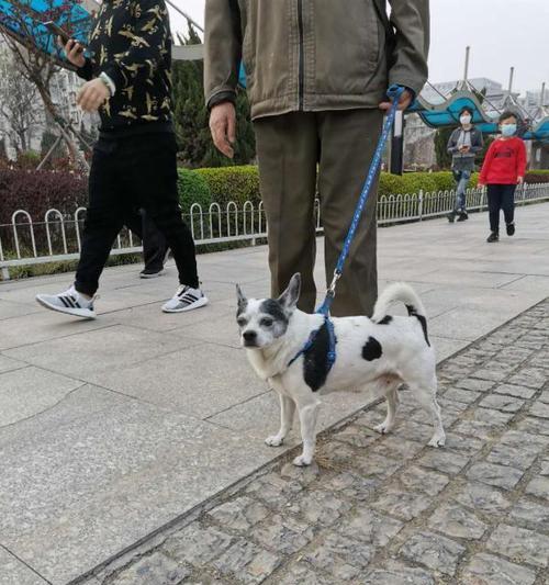 不牵绳遛狗的危害（以宠物为主的危险，从小事做起）