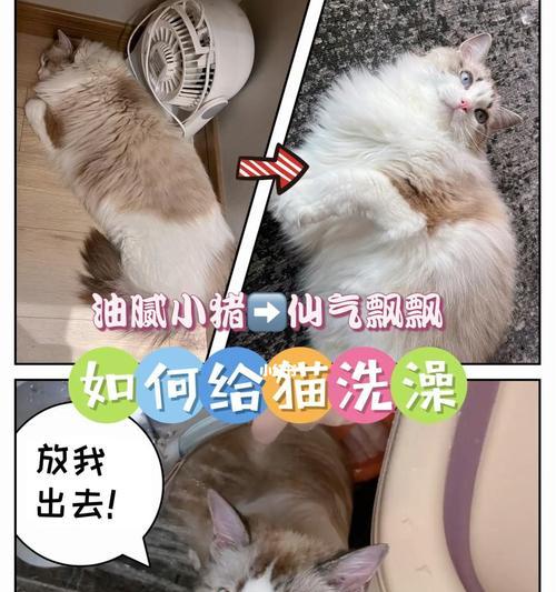 解决猫咪怕水不愿意洗澡的方法（以宠物为主的洗澡技巧和注意事项）