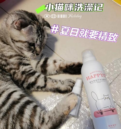 猫咪洗澡必备物品大揭秘（从宠物毛刷到温水桶，一步步教你为猫咪打造完美沐浴体验）