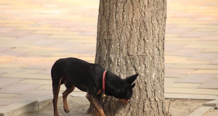 迷你杜宾犬的不听话该如何处理（以宠物为主，让迷你杜宾犬成为你的好伴侣）