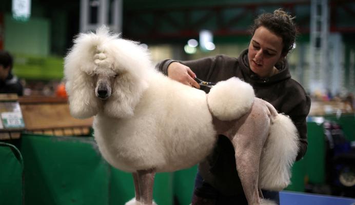 迷你贵宾犬皮肤过敏的防治指南（以宠物为主，让爱犬远离过敏）