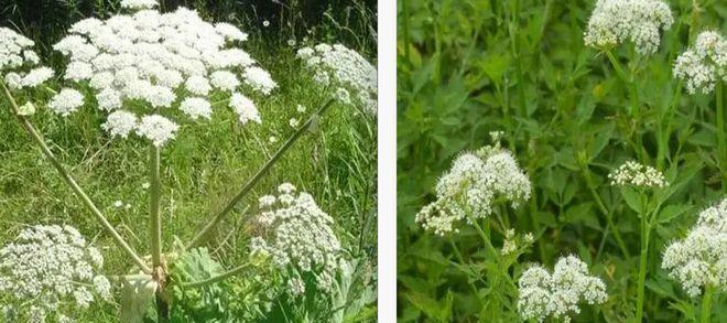 秋田犬中毒之危险植物（哪些植物可能成为你宠物的杀手？）