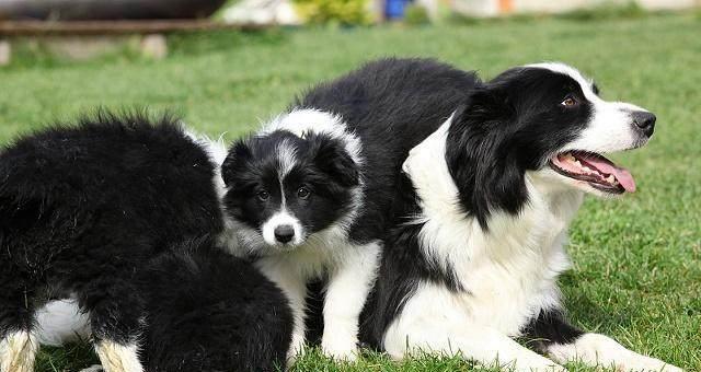 边境牧羊犬眼屎多的原因（探究造成眼屎过多的因素，如何改善）