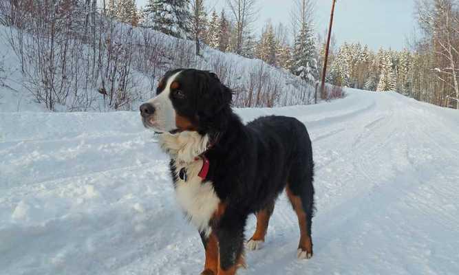 纠正伯恩山犬吠叫的习惯（从宠物的心理、训练方法和环境入手）