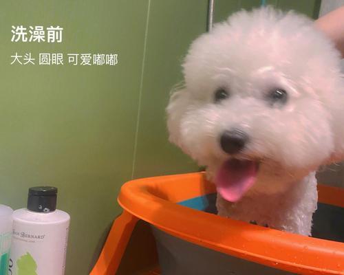 矫正博美犬异嗜癖习惯的有效方法（以宠物为主，让博美犬健康成长）