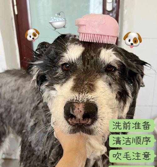 如何让宠物灵察犬排遣孤独和寂寞（以陪伴、互动和照顾为基础，让灵察犬成为您的忠实伙伴）