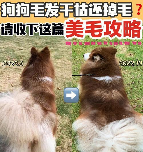 冠毛犬易患皮肤病的原因分析（探究冠毛犬皮肤病的成因以及预防措施）