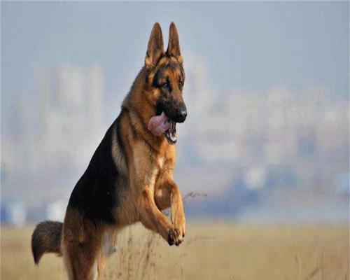 武汉纯种小德牧犬价格详解（探讨武汉地区小德牧犬市场情况，以及如何购买优质小德牧犬）