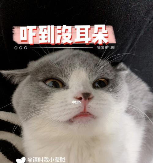 小猫的呼噜引起猫爸爸暴走（猫爸爸打小猫？如何正确对待宠物的不良习惯）