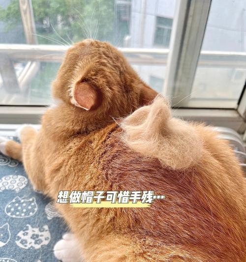 小猫肚皮毛黄掉毛，你知道原因吗？（探究宠物小猫肚皮毛黄和掉毛的原因）