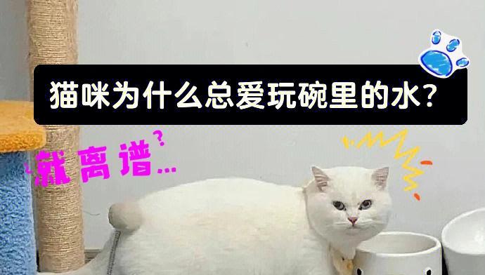 小猫的水上玩乐时光（探秘宠物小猫喜欢玩水的原因与玩水习惯）