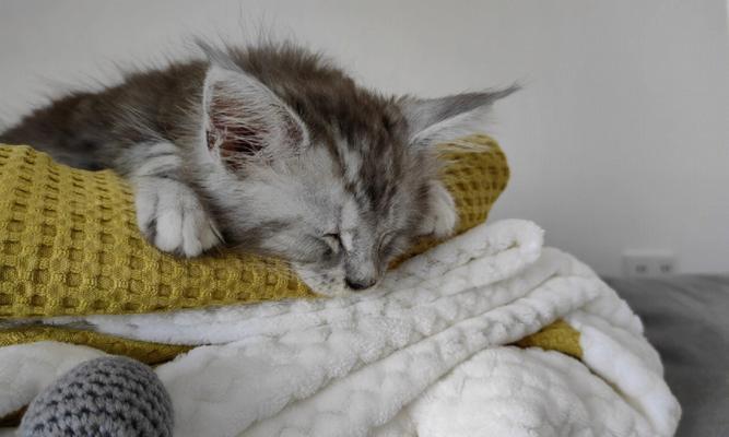 小猫的饮食需求（以宠物为主，营养健康饮食秘诀揭秘！）