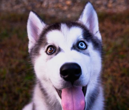 如何治疗哈士奇幼犬拉稀不呕吐？（宠物主人必看！专家揭示最全解决方案）