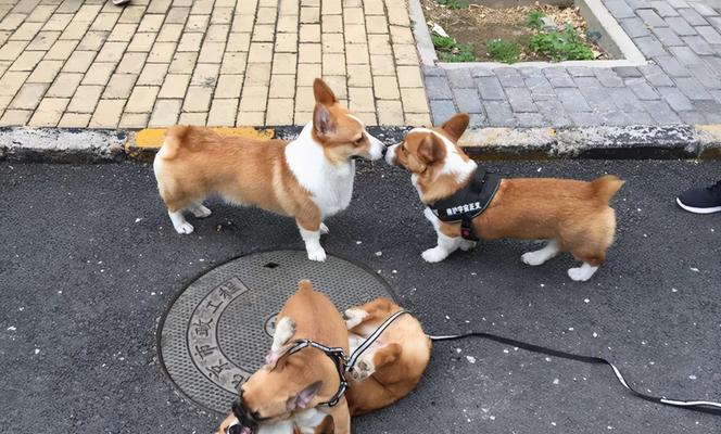 从什么时候开始训练可以让你的柯基犬更加听话？（以柯基犬为例，介绍训练时间和方法）