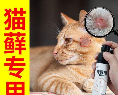 如何治疗猫咪皮肤病？（探究猫咪皮肤病的症状、治疗方法和费用）