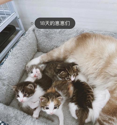 猫咪怀孕后的饮食规划（宠爱妈咪，关心孕猫健康）