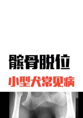 泰迪狗狗后腿髌骨移位详解（泰迪狗狗后腿髌骨移位的原因、症状及治疗方法）