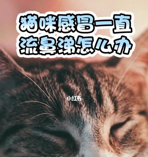 猫感冒不好治，怎么办？（宠物主人必看，这一点是关键！）