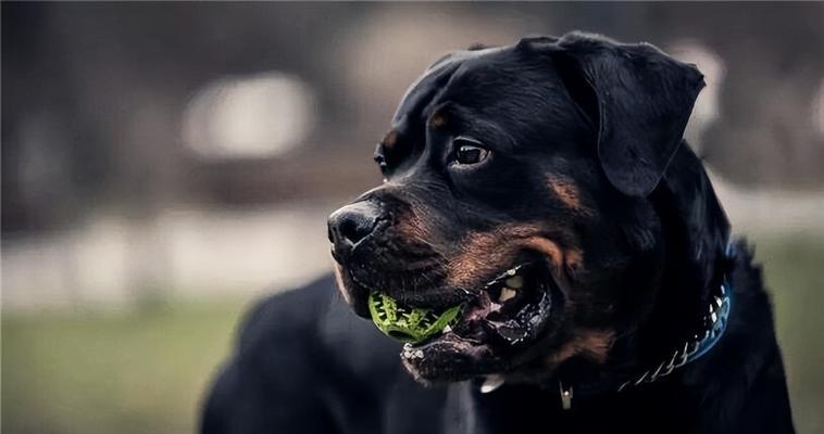 如何正确饲养洛威拿犬（以宠物为主，打造健康快乐的生活）