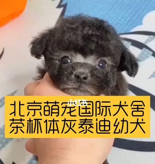 合肥有泰迪犬舍，了解一下（探秘合肥泰迪犬舍）